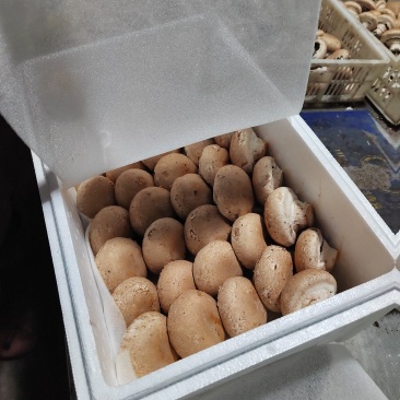 奥吉特牛排菇绿色富硒有机食品