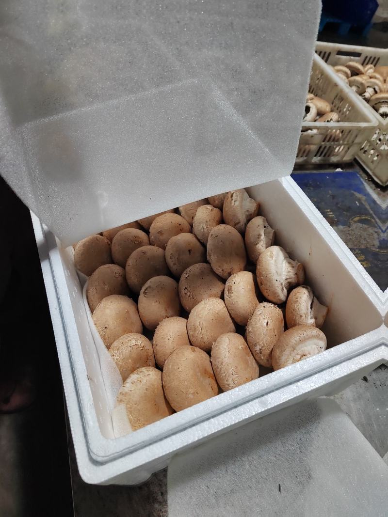 奥吉特牛排菇绿色富硒有机食品