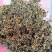 绞股蓝新货绞股蓝茶泡茶各种中药材批发
