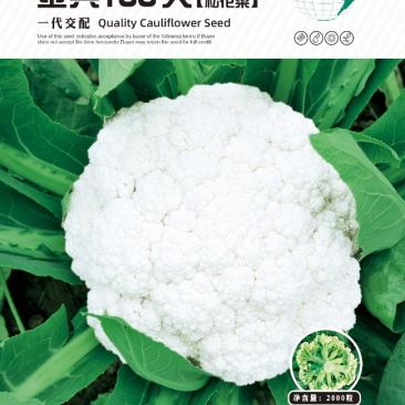 金典100天青梗松花画面洁白产量高品质细腻