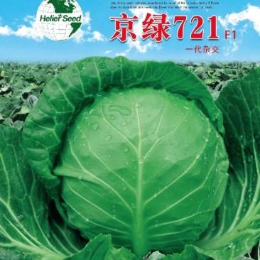 京绿721甘蓝种子抗病早熟翠绿松软耐裂可全面代替YR21