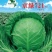 京绿721甘蓝种子抗病早熟翠绿松软耐裂可全面代替YR21
