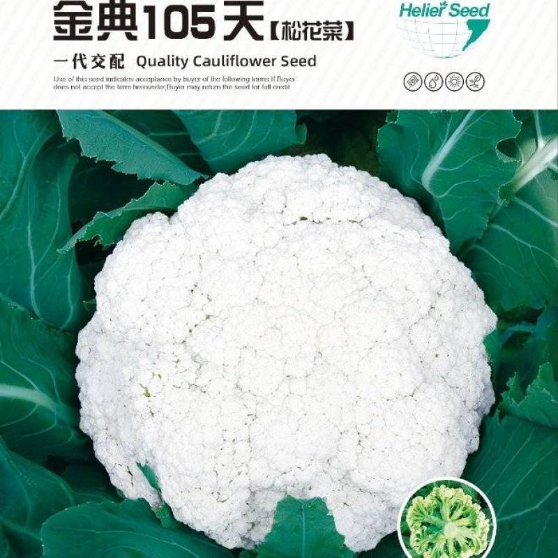 金典105天青梗松花菜种子高产青梗品质好效益高