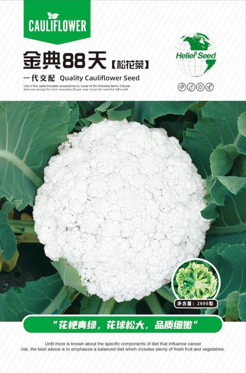 金典105天青梗松花菜种子高产青梗品质好效益高