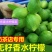 四季香水柠檬苗广东香水柠檬苗奶茶店果嫁接苗种植当年结果