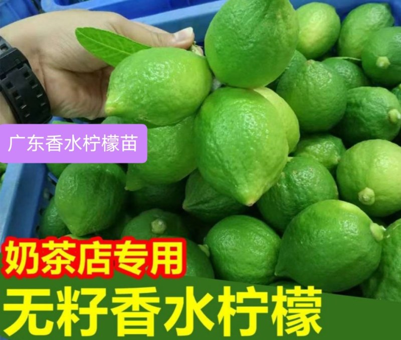 四季香水柠檬苗广东香水柠檬苗奶茶店果嫁接苗种植当年结果