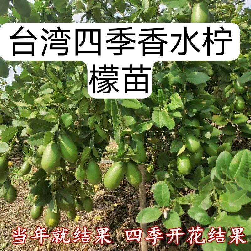 四季香水柠檬苗广东香水柠檬苗奶茶店果嫁接苗种植当年结果