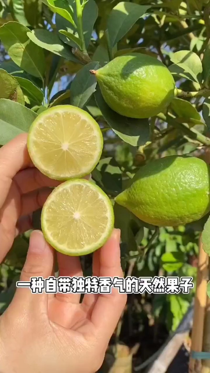四季香水柠檬苗广东香水柠檬苗奶茶店果嫁接苗种植当年结果