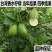四季香水柠檬苗广东香水柠檬苗奶茶店果嫁接苗种植当年结果