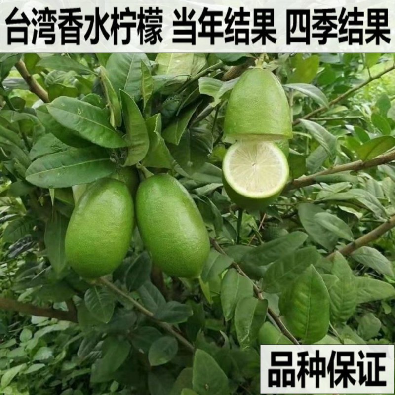 四季香水柠檬苗广东香水柠檬苗奶茶店果嫁接苗种植当年结果