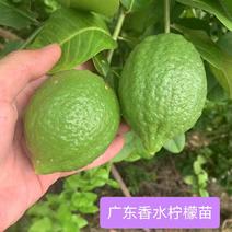 四季香水柠檬苗广东香水柠檬苗奶茶店果嫁接苗种植当年结果