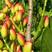 开心果苗盆栽地栽南北方种植阿月浑子绿仁树苗当年结果开心果