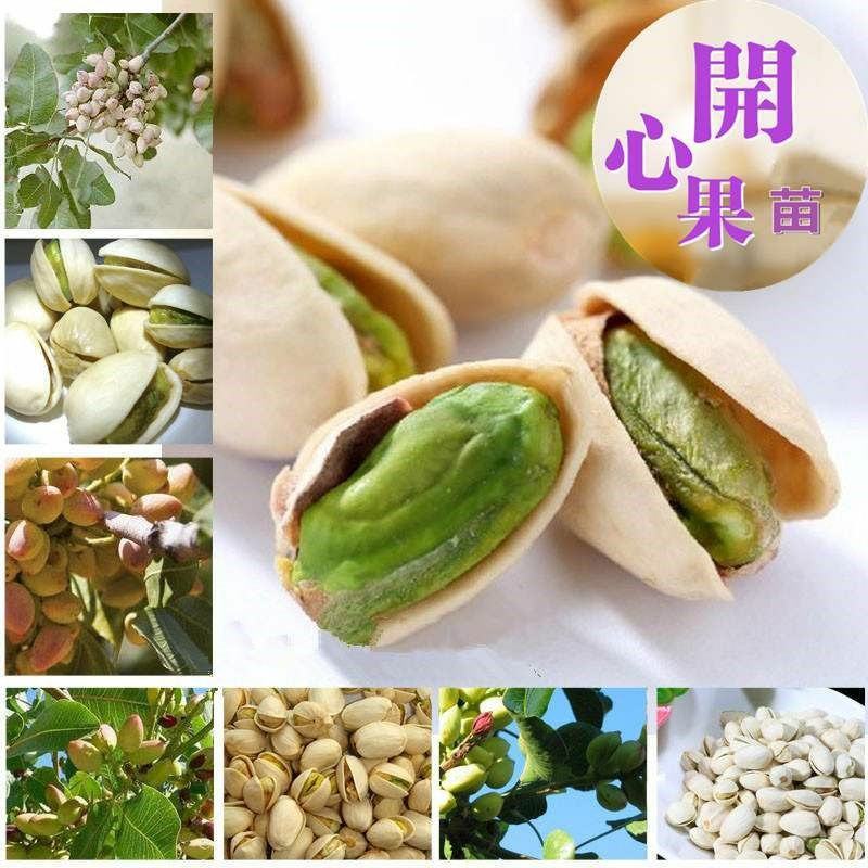 开心果苗盆栽地栽南北方种植阿月浑子绿仁树苗当年结果开心果