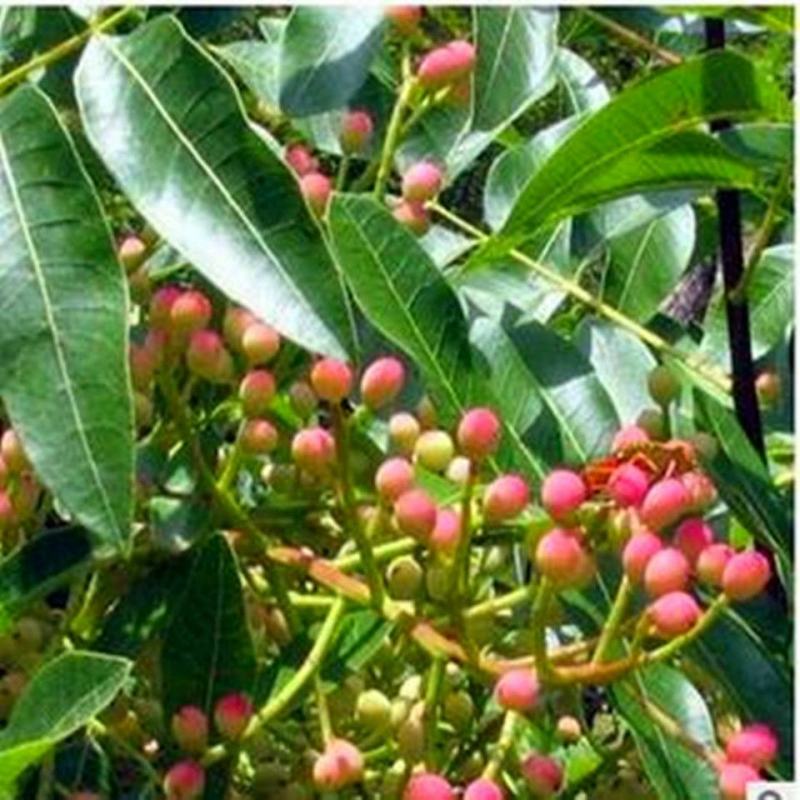 开心果苗盆栽地栽南北方种植阿月浑子绿仁树苗当年结果开心果