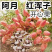 开心果苗盆栽地栽南北方种植阿月浑子绿仁树苗当年结果开心果
