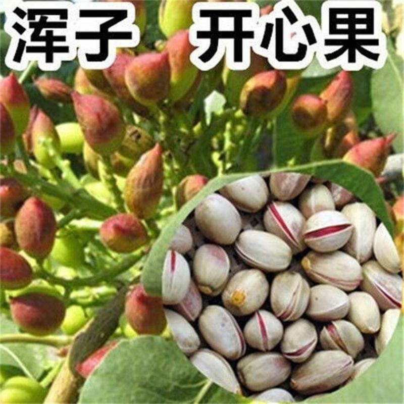 开心果苗盆栽地栽南北方种植阿月浑子绿仁树苗当年结果开心果