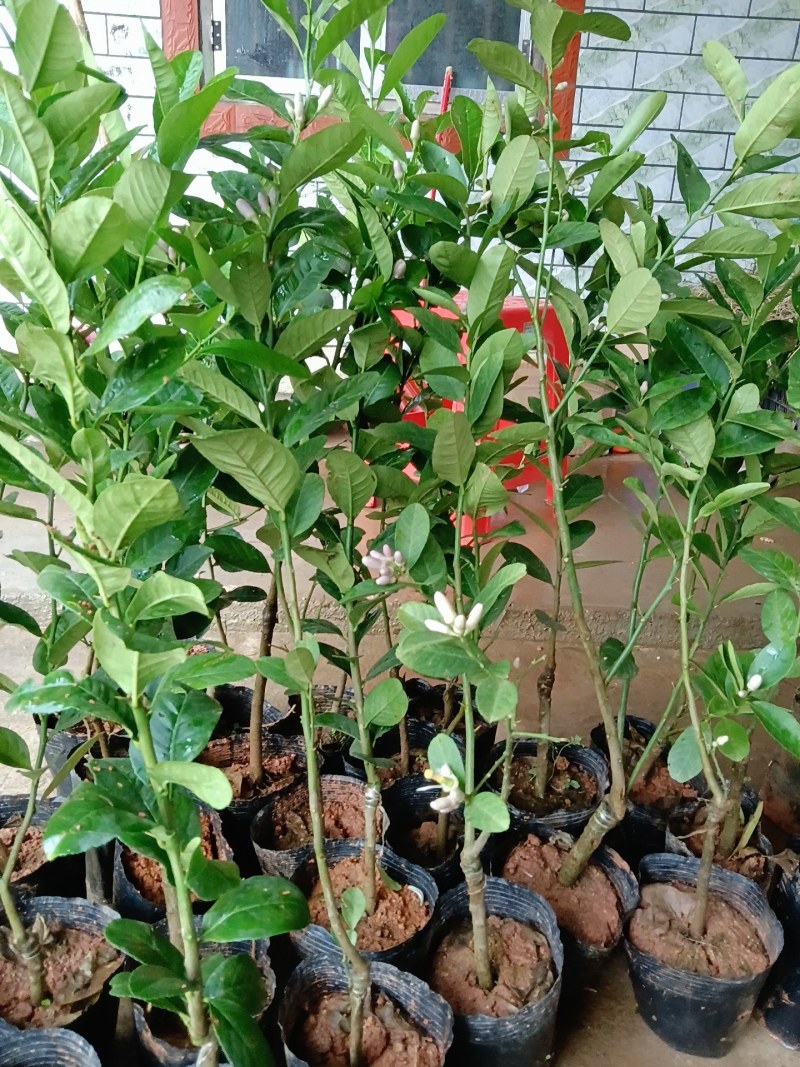 四季香水柠檬苗广东香水柠檬苗奶茶店果嫁接苗种植当年结果