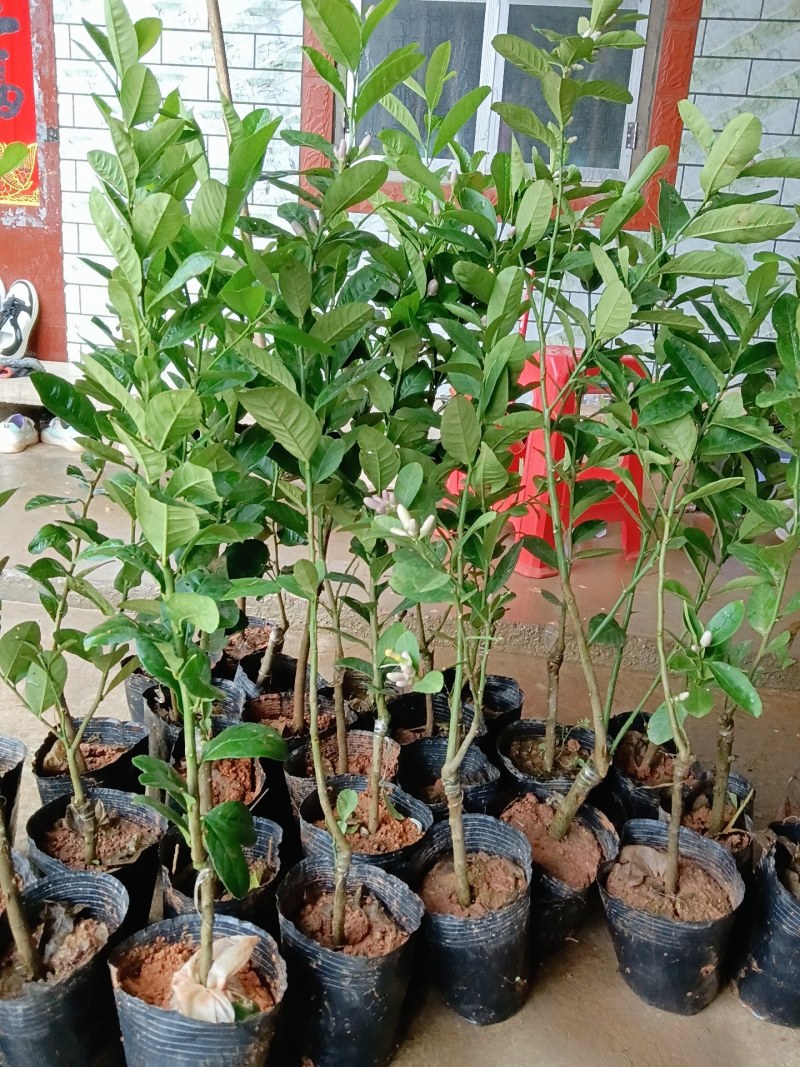四季香水柠檬苗广东香水柠檬苗奶茶店果嫁接苗种植当年结果