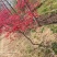 红枫日本红枫三季红红舞姬1cm~8cm取景点缀