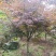 红枫日本红枫三季红红舞姬1cm~8cm取景点缀