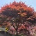 红枫日本红枫三季红红舞姬1cm~8cm取景点缀