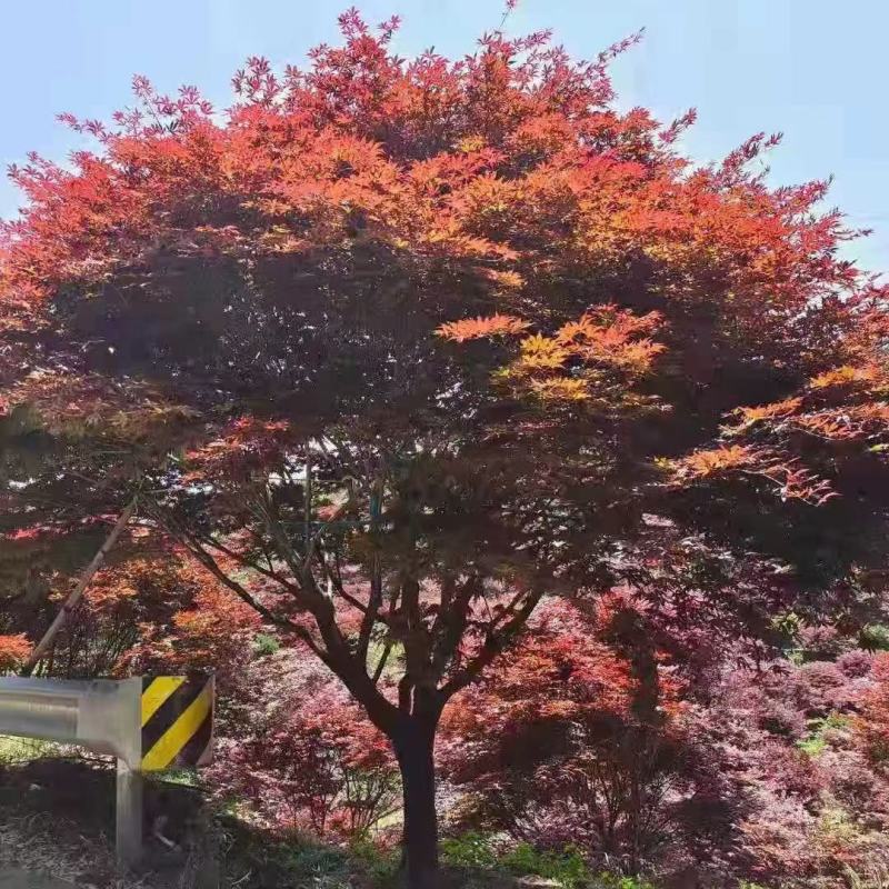 红枫日本红枫三季红红舞姬1cm~8cm取景点缀