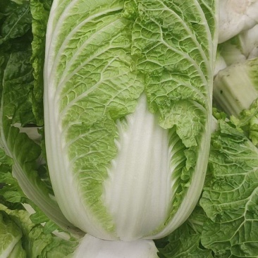 蔬菜精品大白菜开始了