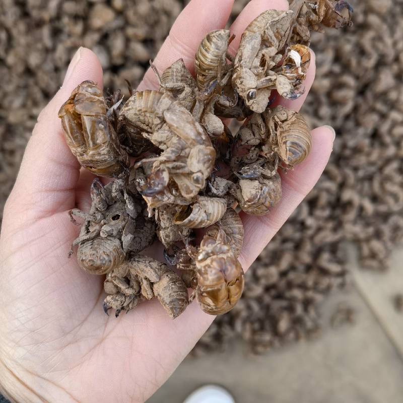 蝉蜕今年新货蝉蜕颜色好看产地山东常年有大货