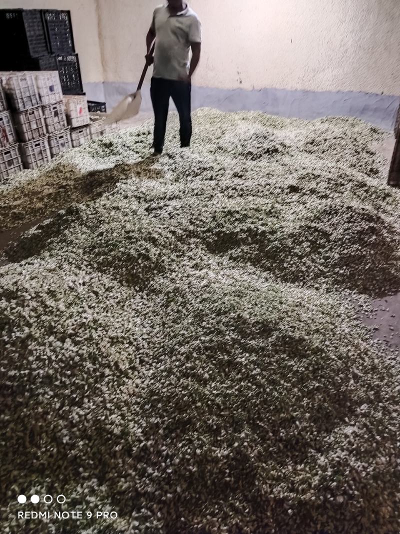 三门峡市灵宝市新鲜槐花即将上市！品质优良，诚信合作！