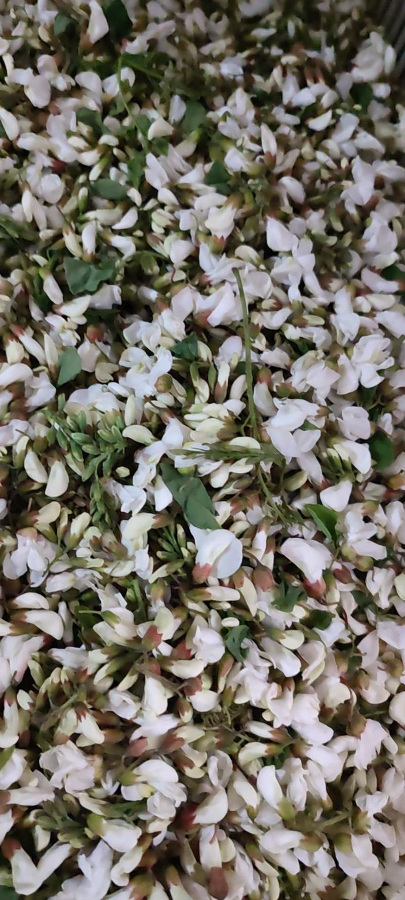 三门峡市灵宝市新鲜槐花即将上市！品质优良，诚信合作！