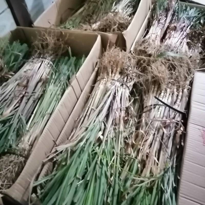 每年3一4月份种植香茅草的季节，可以包教会烤精油过程，成