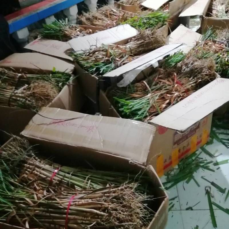 每年3一4月份种植香茅草的季节，可以包教会烤精油过程，成