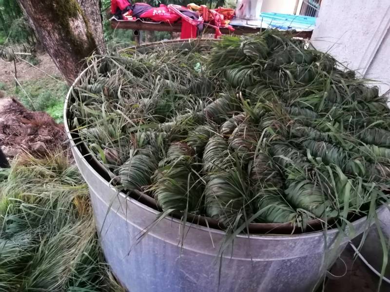 每年3一4月份种植香茅草的季节，可以包教会烤精油过程，成