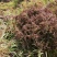 每年3一4月份种植香茅草的季节，可以包教会烤精油过程，成