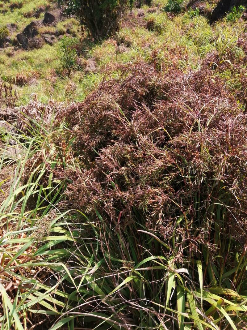 每年3一4月份种植香茅草的季节，可以包教会烤精油过程，成