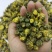 苏北胎菊花茶