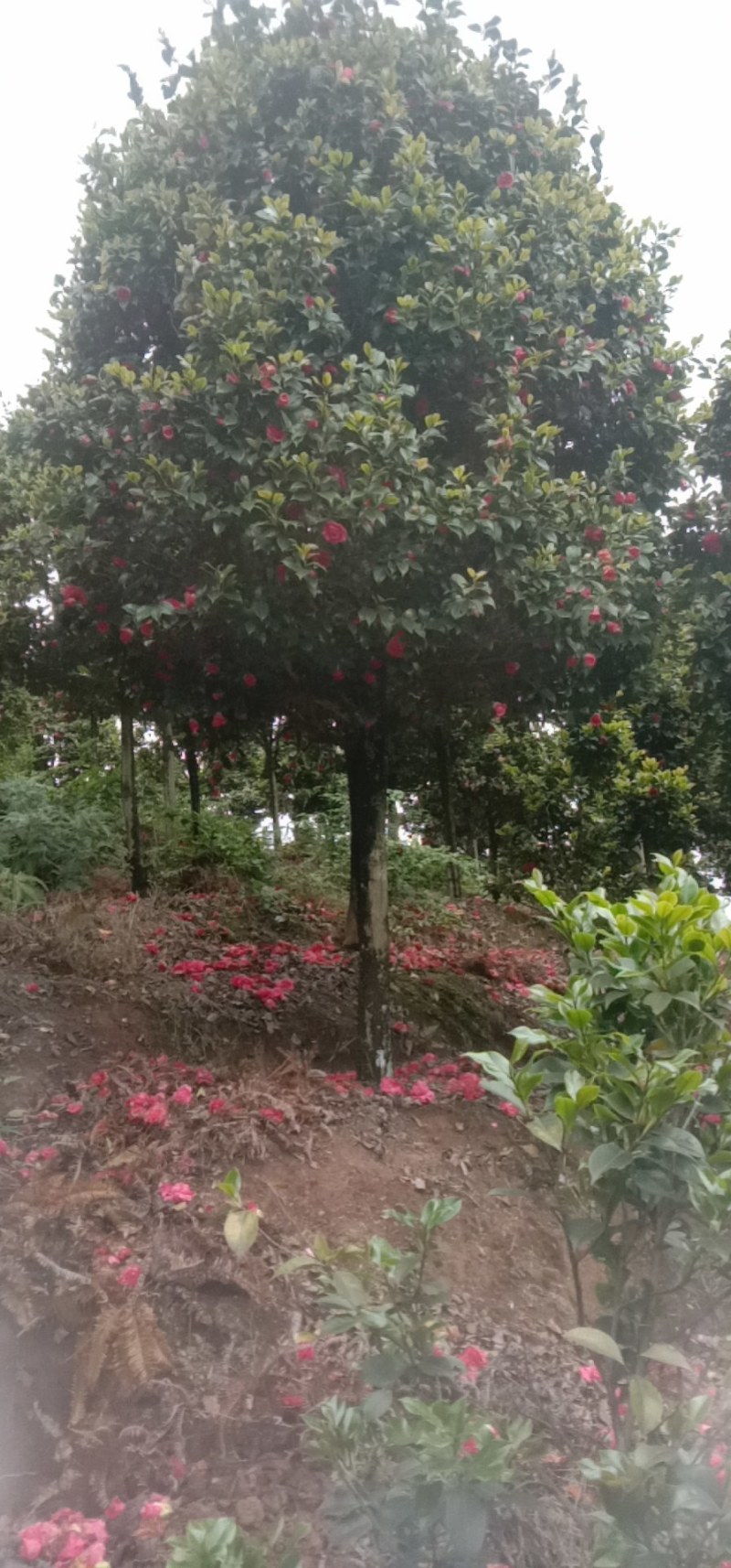 【荐】茶花高分枝茶花十八学仕四级茶花高杆茶花基地直发