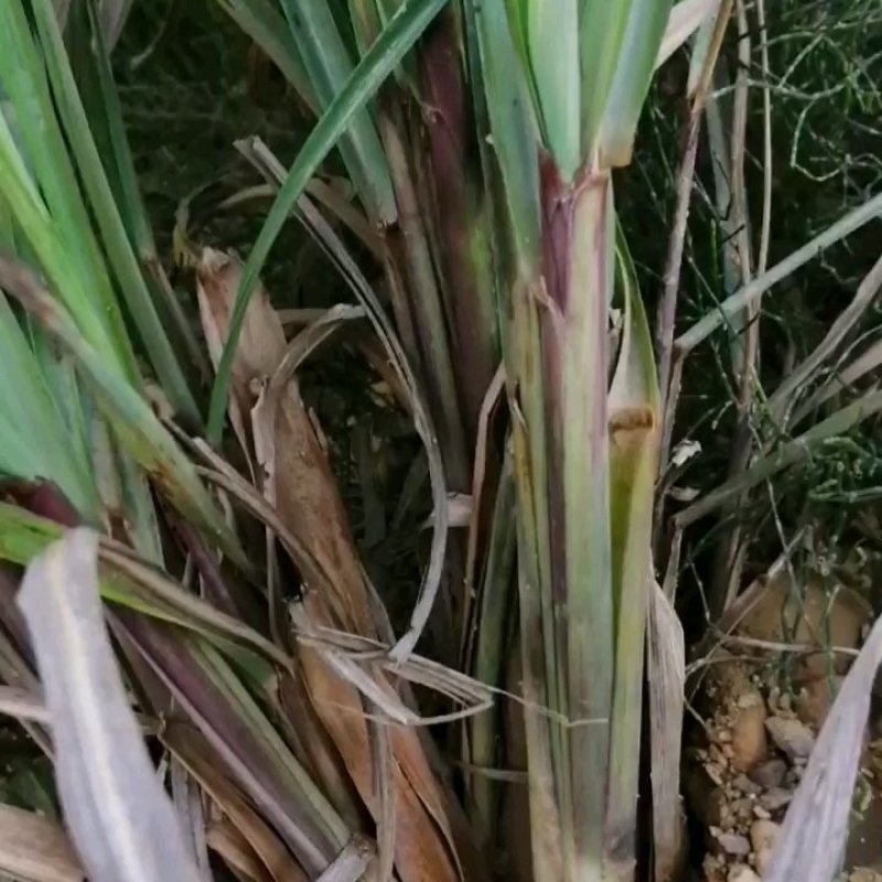 每年3一4月份种植香茅草的季节，可以包教会烤精油过程，成
