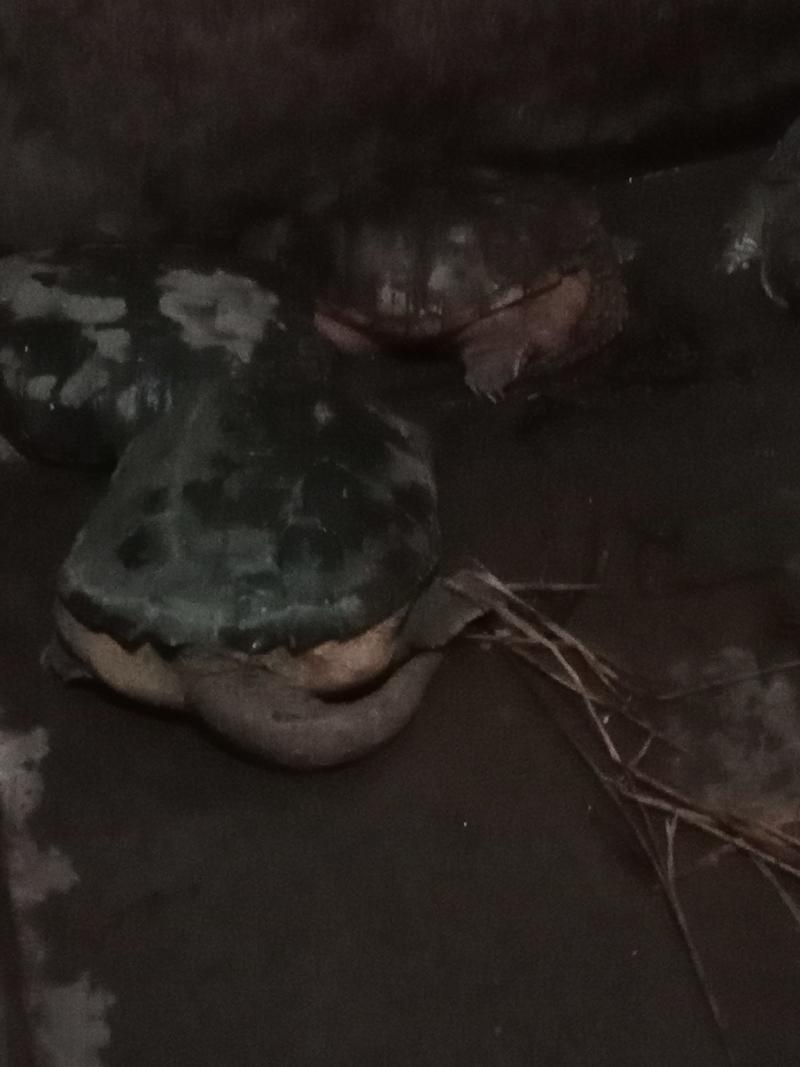 外池鳄鱼龟批发200斤起，16一斤，不包邮