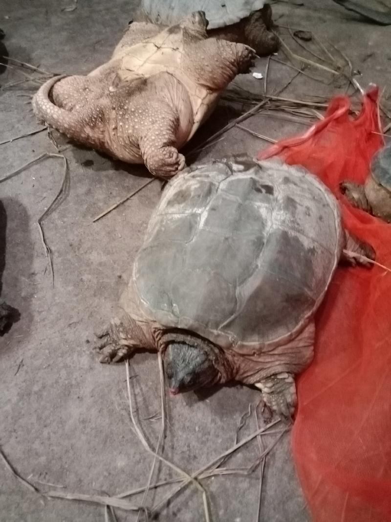 外池鳄鱼龟批发200斤起，16一斤，不包邮