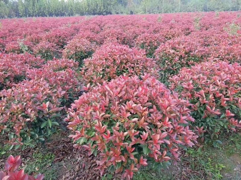 桶装精品红叶石楠球，打造精品球类，每一颗都是细心修剪