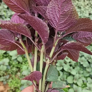 紫苏苗（广西烨庭紫苏基地优质紫苏苗，长期有现货）