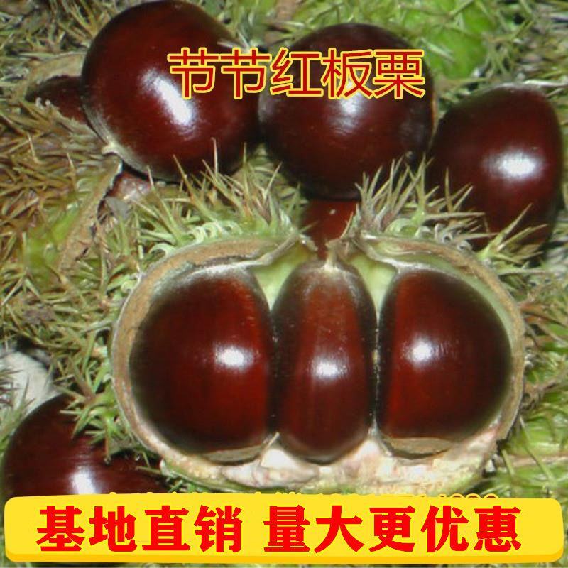 嫁接板栗树果树苗盆栽新品种板栗苗南北方室内外地栽种植当年