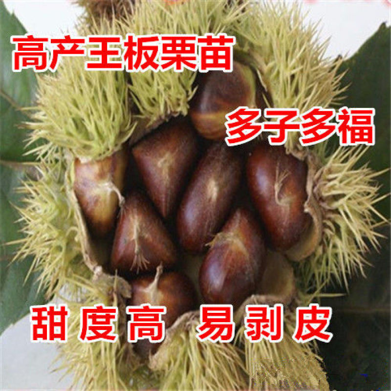 嫁接板栗树果树苗盆栽新品种板栗苗南北方室内外地栽种植当年