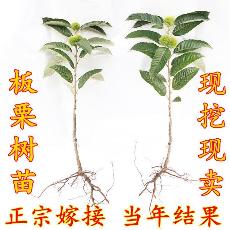 嫁接板栗树果树苗盆栽新品种板栗苗南北方室内外地栽种植当年