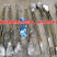 嫁接板栗树果树苗盆栽新品种板栗苗南北方室内外地栽种植当年