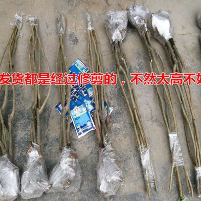 嫁接板栗树果树苗盆栽新品种板栗苗南北方室内外地栽种植当年