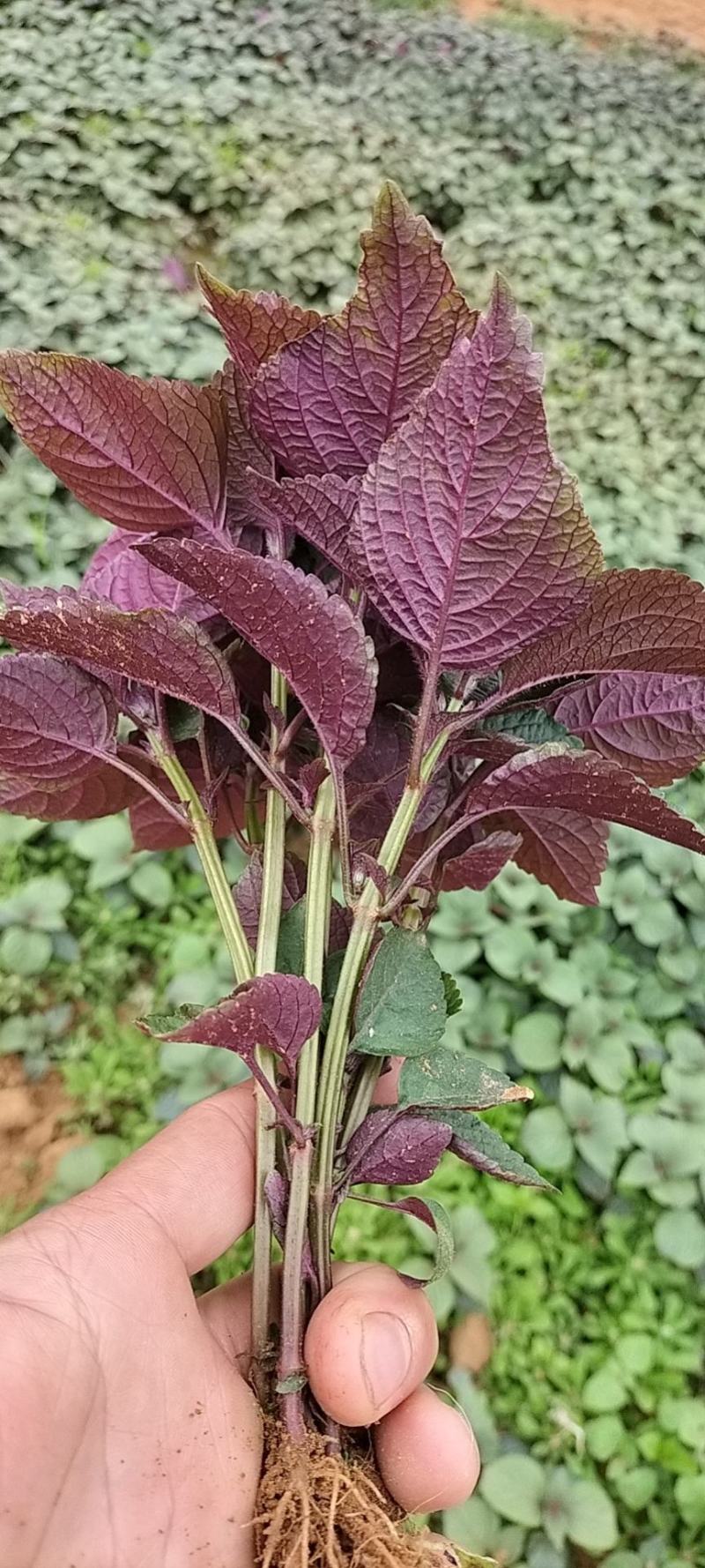 紫苏苗（广西烨庭紫苏基地优质紫苏苗，长期有现货）