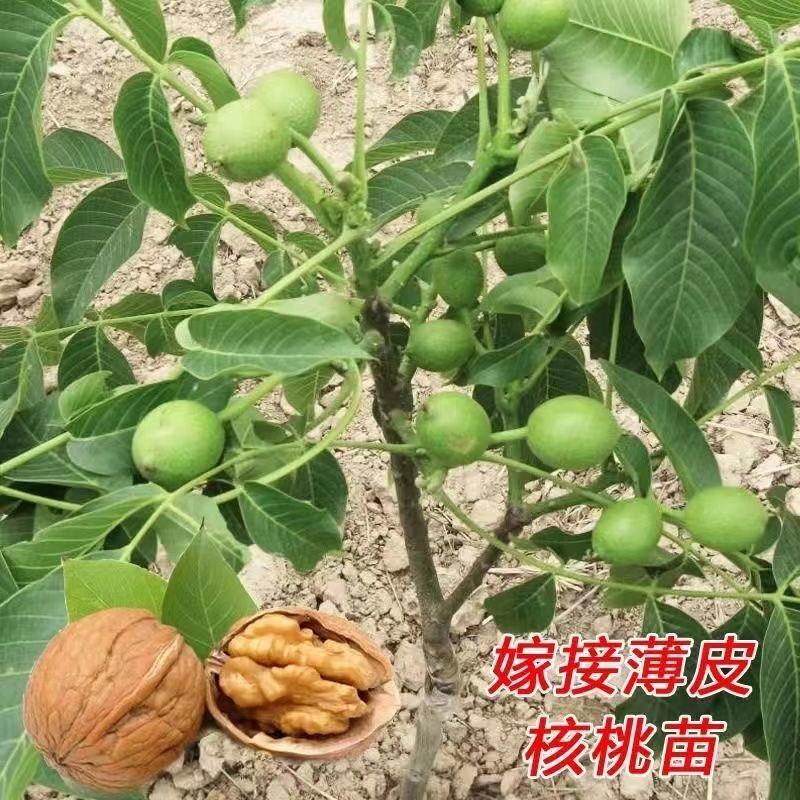 嫁接薄皮核桃苗纸皮核桃树核桃苗当年结果南方北方种植地栽盆