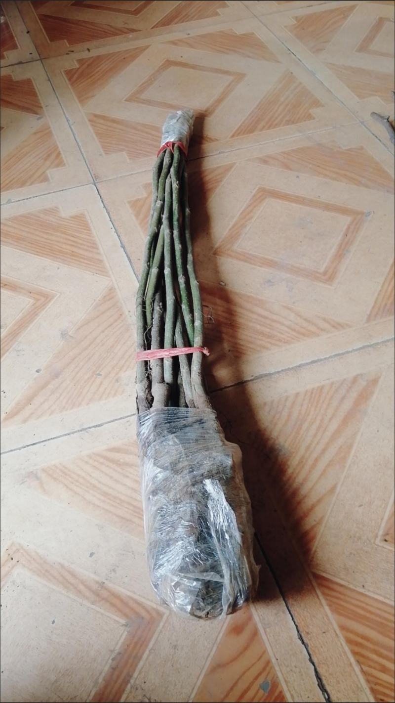 嫁接薄皮核桃苗纸皮核桃树核桃苗当年结果南方北方种植地栽盆